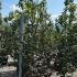 Parrotia Persica Persian Spire 2.5-3 m buy online UK.