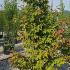 Parrotia Persica Persian Spire 1.75-2 m buy online UK.