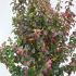 Parrotia Persica Persian Spire 1.25-1.5 m buy online UK.