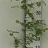 Parrotia Persica Vanessa 1-1.2 m buy online UK.