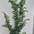 Parrotia Persica Vanessa 1.75-2 m buy online UK.