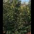 Parrotiopsis Jacquemontiana Parrotia 2-2.5 m buy online UK.