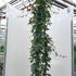 Parthenocissus Himalayana Rubrifolia Red Himalayan Woodbine