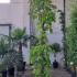 Parthenocissus Quinquefolia 2.5-3 m buy online UK.