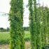Parthenocissus Quinquefolia 3.5-4 m buy online UK.