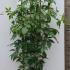 Parthenocissus Quinquefolia Engelmannii Virginia Creeper 1.3-1.5 m buy online UK.