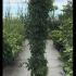 Parthenocissus Quinquefolia Engelmannii Virginia Creeper 2-2.5 m buy online UK.
