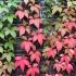 Parthenocissus Quinquefolia Engelmannii Virginia Creeper, deciduous self clinging climber ideal for high walls.