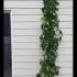 Parthenocissus Quinquefolia Red Wall Troki 2-2.5 m buy online UK.