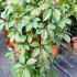 Parthenocissus Quinquefolia 1.3-1.5 m buy online UK.