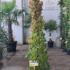 Parthenocissus Tricuspidata Veitchii - Boston Ivy 1.5-1.75 m buy online UK.