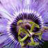 Passiflora Betty Myles Young blue flowering Passion Flower climber, for sale online UK