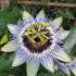 Passiflora Caerulea Clear Sky, pale blue flowering passion flower to buy online UK