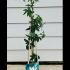 Passiflora Constance Elliot Passion Flower 50-60 cm buy online UK.