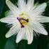 Passiflora Constance Elliot, white flowering Passion flower plants to buy online UK