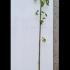 Paulownia Tomentosa Empress Tree - for Sale