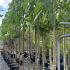 Paulownia Tomentosa Empress Tree 3-3.5 m buy online UK.