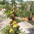 Pyracantha Golden Glow, Buy online London UK