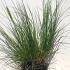 Pennisetum Alopecuroides Hameln 30-40 cm buy online UK.