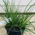 Pennisetum Alopecuroides Hameln 10-20 cm buy online UK.