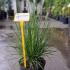 Pennisetum Little Bunny Dwarf Fountain Grass 30-40 cm buy online UK.