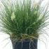 Pennisetum Little Bunny Dwarf Fountain Grass 40-60 cm buy online UK.