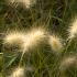 Pennisetum Little Bunny dwarf fountain grass, ideal for smaller gardens, plants to buy online UK