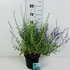 pbs 50-60 cm buy online UK.