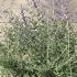 Perovskia Blue Spire Russian Sage 80-100 cm buy online UK.