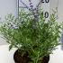 Perovskia Little Spire Russian Sage 25-30 cm buy online UK.