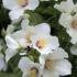 Philadelphus Belle Etoile, known as Mock Orange Belle Etoile buy online with UK and Ireland delivery.