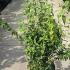 Philadelphus Belle Etoile Mock Orange 1-1.25 m buy online UK.