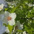 Philadelphus Belle Etoile mock orange shrub with white fragrant flowers and purple centres