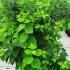 Philadelphus Coronarius Aureus 1-1.25 m buy online UK.