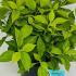 Philadelphus Coronarius Aureus 40-50 cm buy online UK.