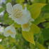 Philadelphus coronarius Aureus with golden yellow foliage and fragrant white flowers