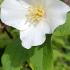 Philadelphus Coronarius Mock Orange for sale Online UK delivery