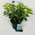 pcmo 30-40 cm buy online UK.