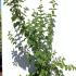 Philadelphus Coronarius Mock Orange 50-60 m buy online UK.