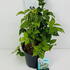pcmo 60-80 cm buy online UK.