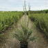pl 1.5-1.75 m buy online UK.