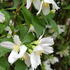 Philadelphus Lemoinei, also known as Mock Orange Lemoinei, beautiful fragrant white flowers, Buy Online UK