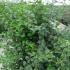 Philadelphus Manteau Hermine 80-100 cm buy online UK.