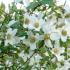 Philadelphus Mont Blanc