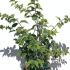 pmbl 60-80 cm buy online UK.