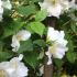 Philadelphus Starbright Mock Orange, a highly scented flowering shrub in late Spring. For sale online UK