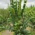 pv 60-80 cm buy online UK.