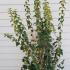 Philadelphus Virginal Mock Orange 1.75-2 m buy online UK.