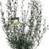 Phillyrea angustifolia - Jasmine Box 50-60 cm buy online UK.