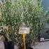 Phillyrea angustifolia - Jasmine Box 80-100 cm buy online UK.